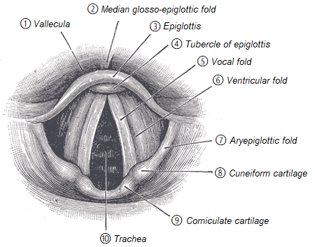 Elements of Vocal Folds
