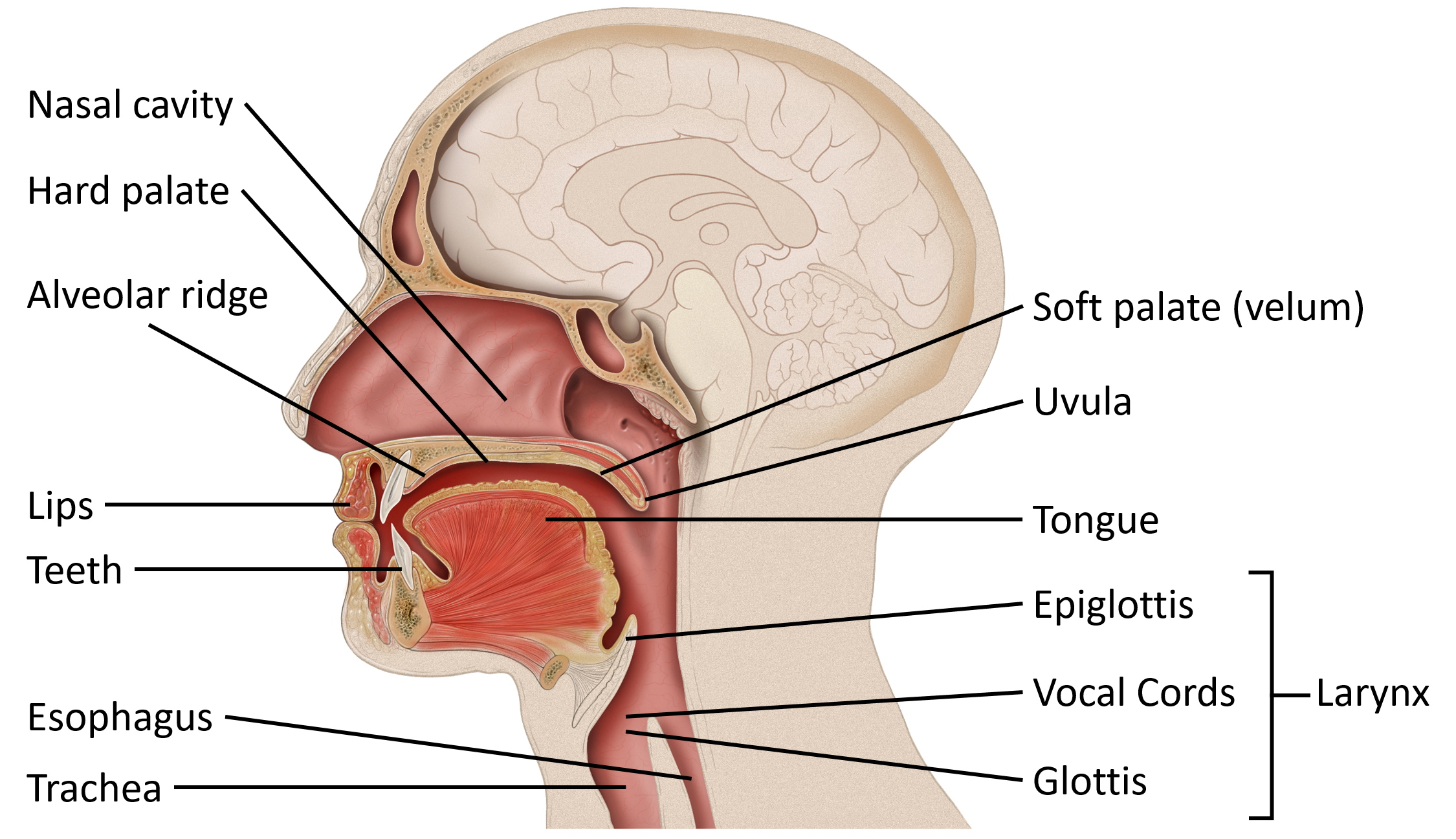 Elements of the Vocal Tract